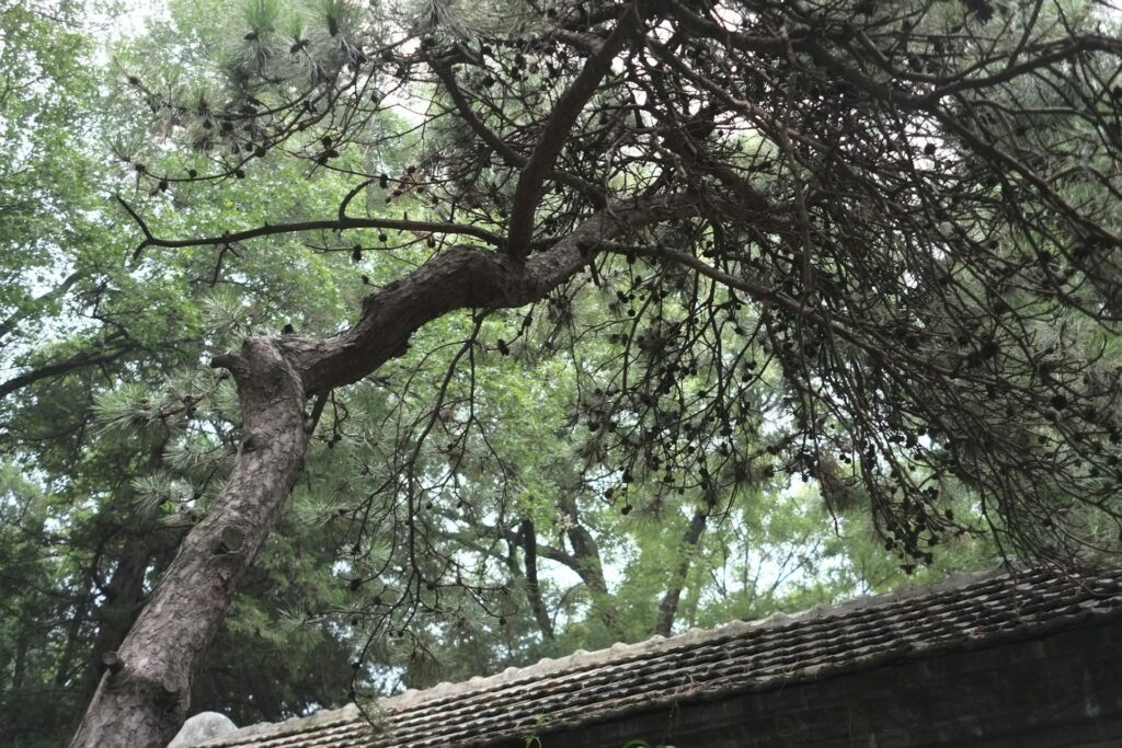 A large tree overhanging a roof with its branches touching the roof