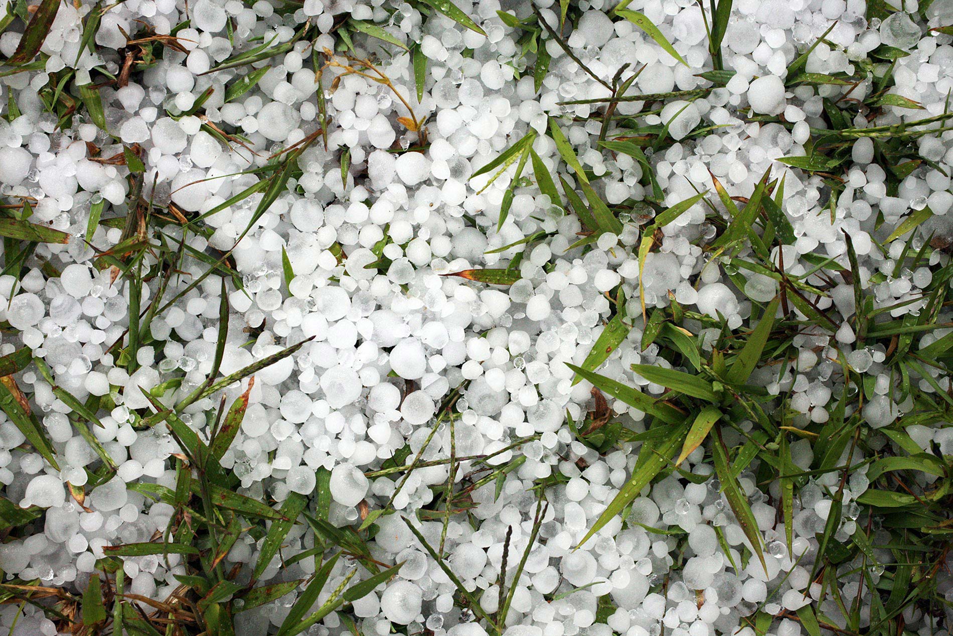 Large hailstones after a rainy storm