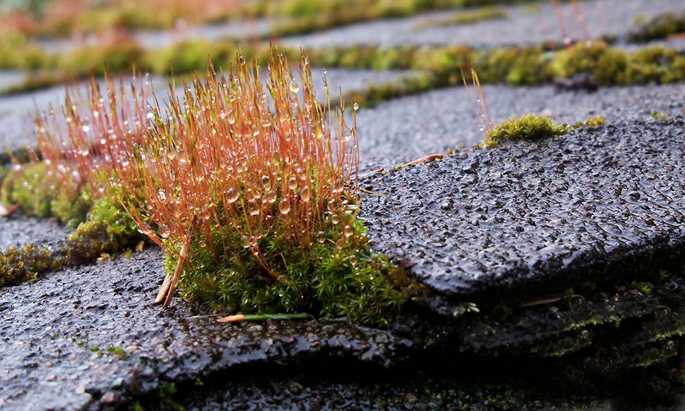 A shingle roof with extensive moss growth
